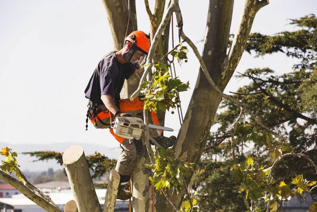 Tree contractor